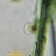 Dysteriidae
