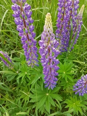Lupinus polyphyllus
