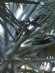 Arecaceae