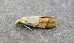 Phtheochroa vitellinana