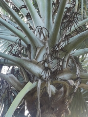 Arecaceae