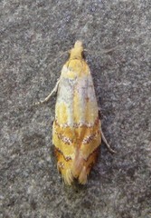 Phtheochroa vitellinana