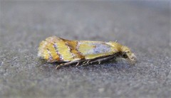 Phtheochroa vitellinana