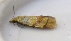 Phtheochroa vitellinana