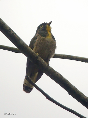 Yellow-throated Cuckoo