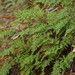 Cheilanthes austrotenuifolia - Photo (c) Reiner Richter,  זכויות יוצרים חלקיות (CC BY-NC-SA)