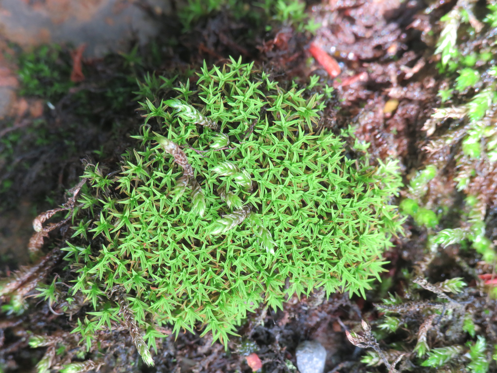 Bryoerythrophyllum