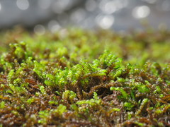 Hygrohypnum