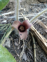 Asarum hartwegii