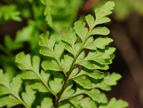Rock Fern