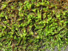 Hygrohypnum