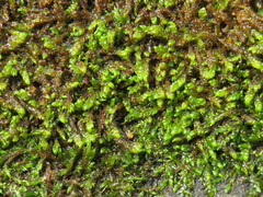 Hygrohypnum