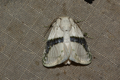 Afraltha chionostola
