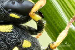 Allodynerus delphinalis