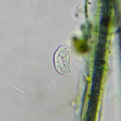 Dysteriidae