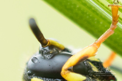 Allodynerus delphinalis