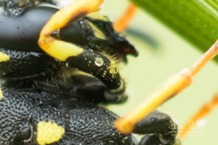 Allodynerus delphinalis