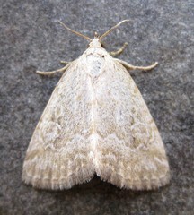 Protodeltote albidula