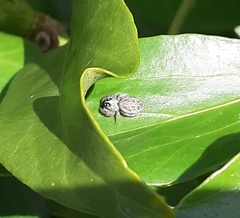 Macaroeris nidicolens