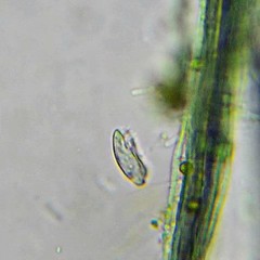 Dysteriidae