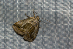 Deltote cumalinea