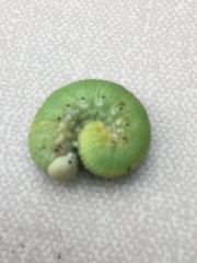 Cimbicinae