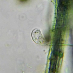 Dysteriidae