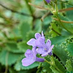 Primula marginata