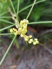 Acacia suaveolens