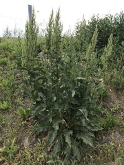 Rumex patientia