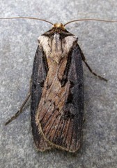Agrotis obliqua