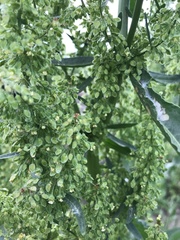 Rumex patientia