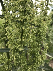 Rumex patientia