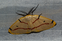 Phoenicocampa rubrifasciata