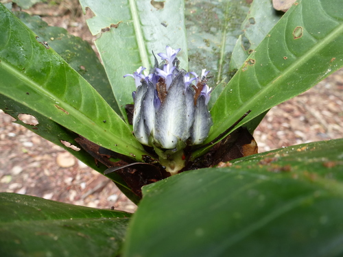 Psychotria micheliae image