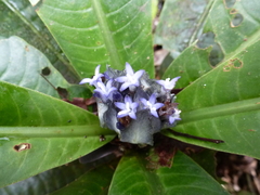Psychotria micheliae image
