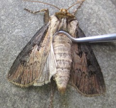 Agrotis obliqua