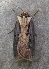 Agrotis obliqua