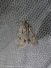 Acronicta psi