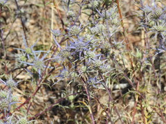 Eryngium dilatatum