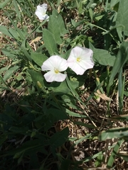 Convolvulus arvensis