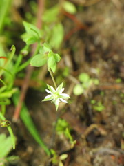 Stellaria alsine