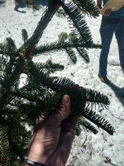 Abies magnifica