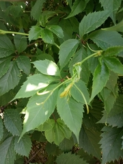 Parthenocissus inserta