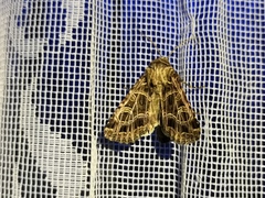 Sideridis reticulata