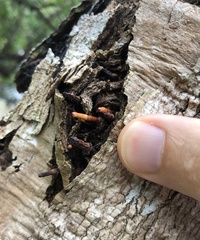 Syzygium nervosum