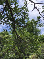 Syzygium nervosum