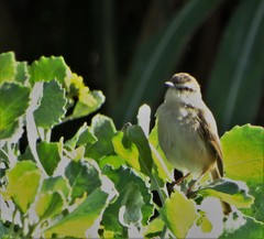 Prinia subflava pondoensis