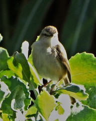 Prinia subflava pondoensis