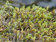 Hygrohypnum